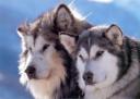 Sledehond.nl: Alaska malamute