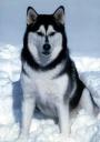 Sledehond.nl: Alaska malamute