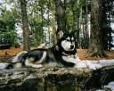 Sledehond.nl: Alaska malamute