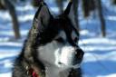 Sledehond.nl: Alaska malamute