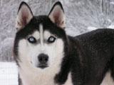 Siberische Husky