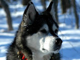 Alaska Malamute