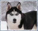 Sledehond.nl: Siberian Husky