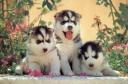 Sledehond.nl: Siberian Husky