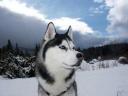 Sledehond.nl: Siberian Husky