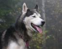 Sledehond.nl: Siberian Husky